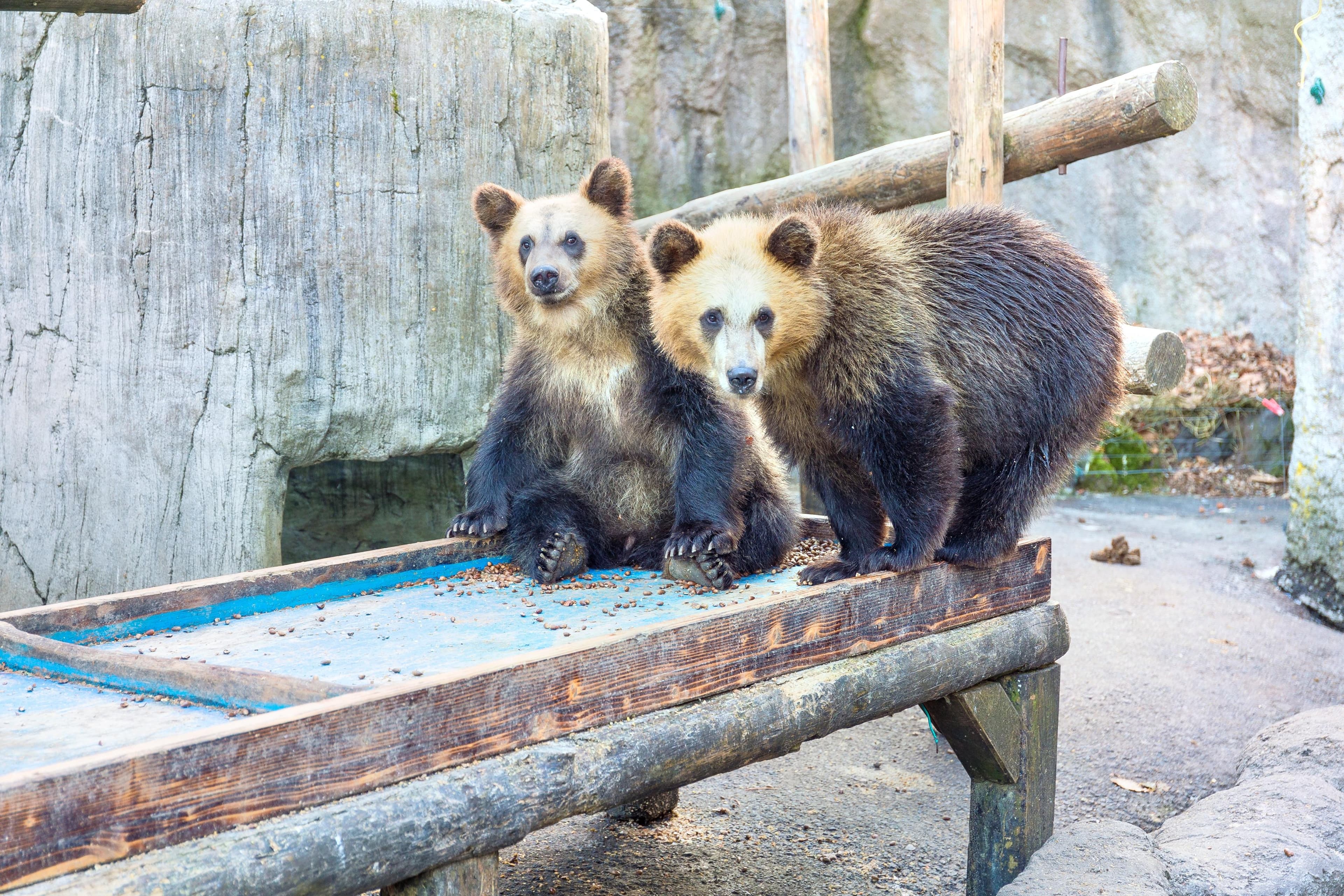 Showa Shinzan Bear Ranch