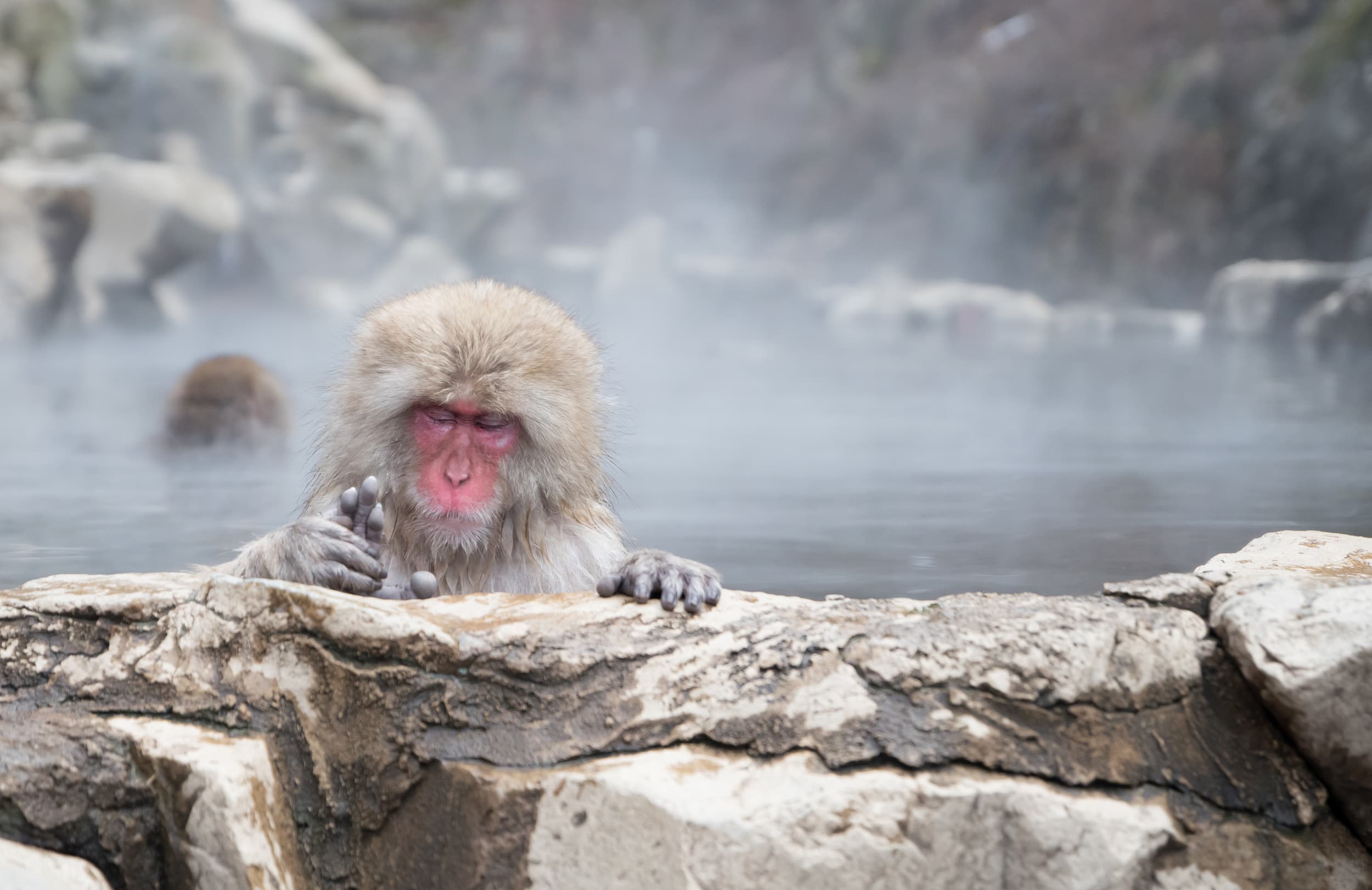 Jigokudani Monkey Park