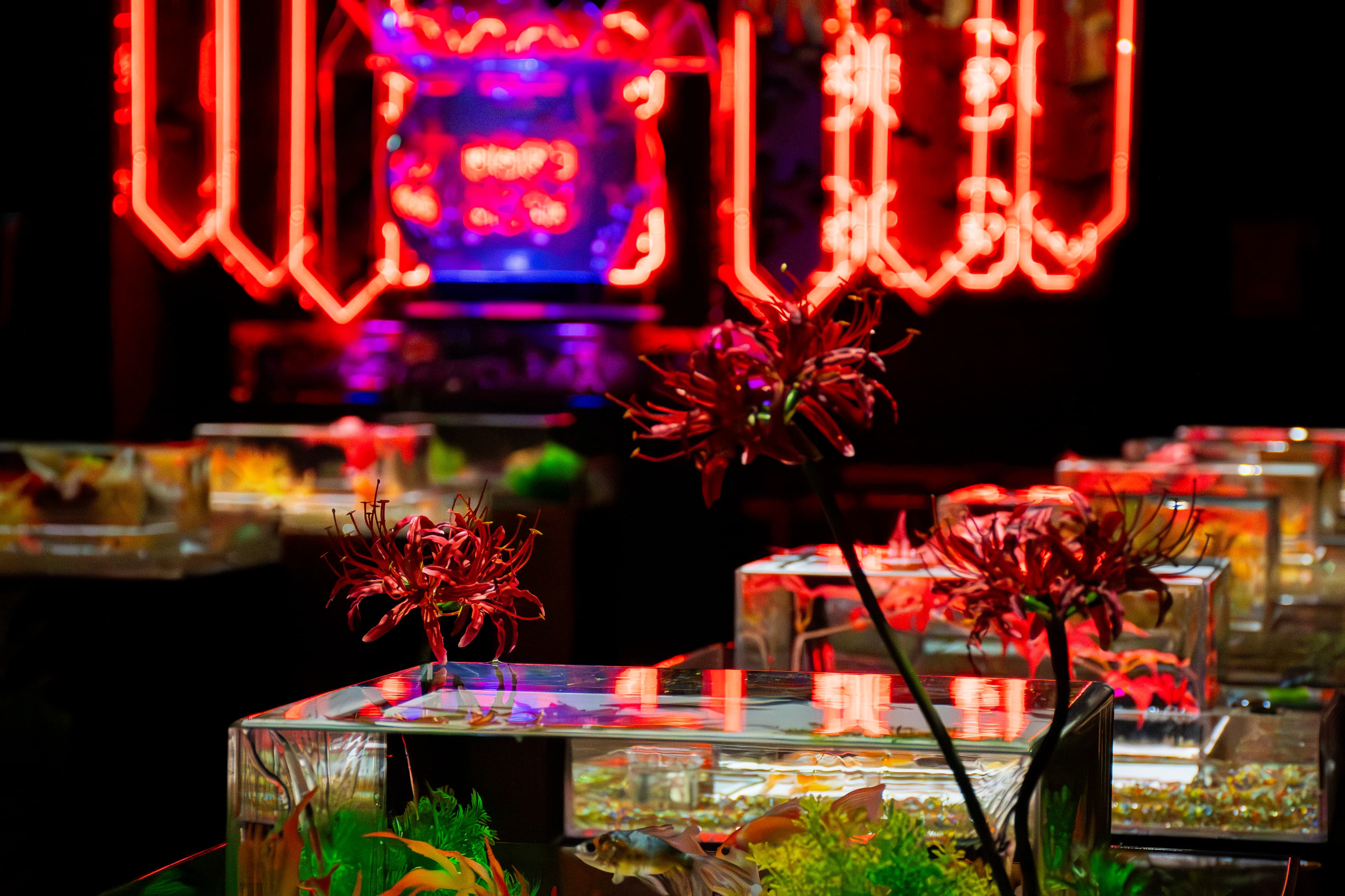 ART AQUARIUM MUSEUM cover image