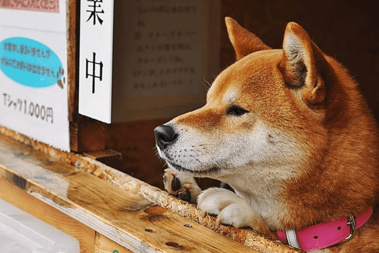 Dog's Roasted Sweet Potato Stand