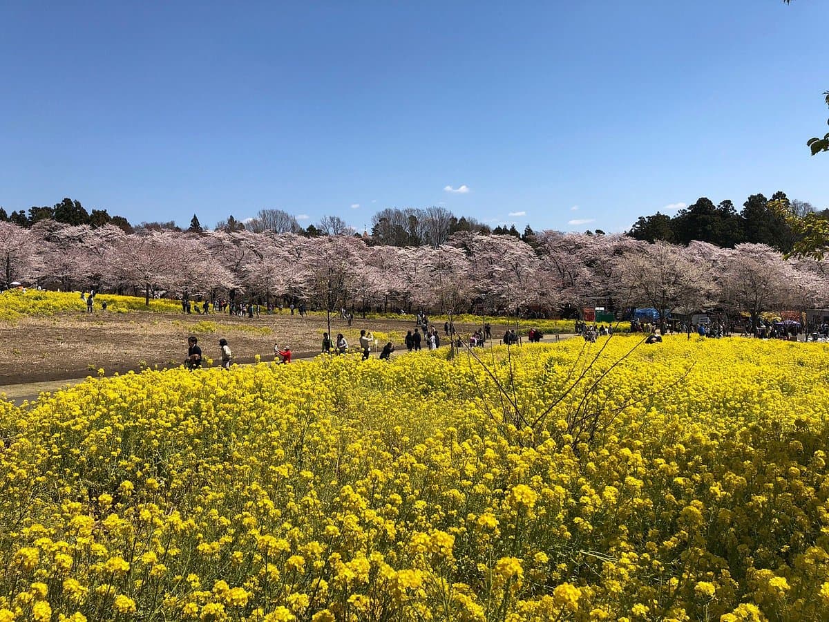 Akaginammen Senbonzakura