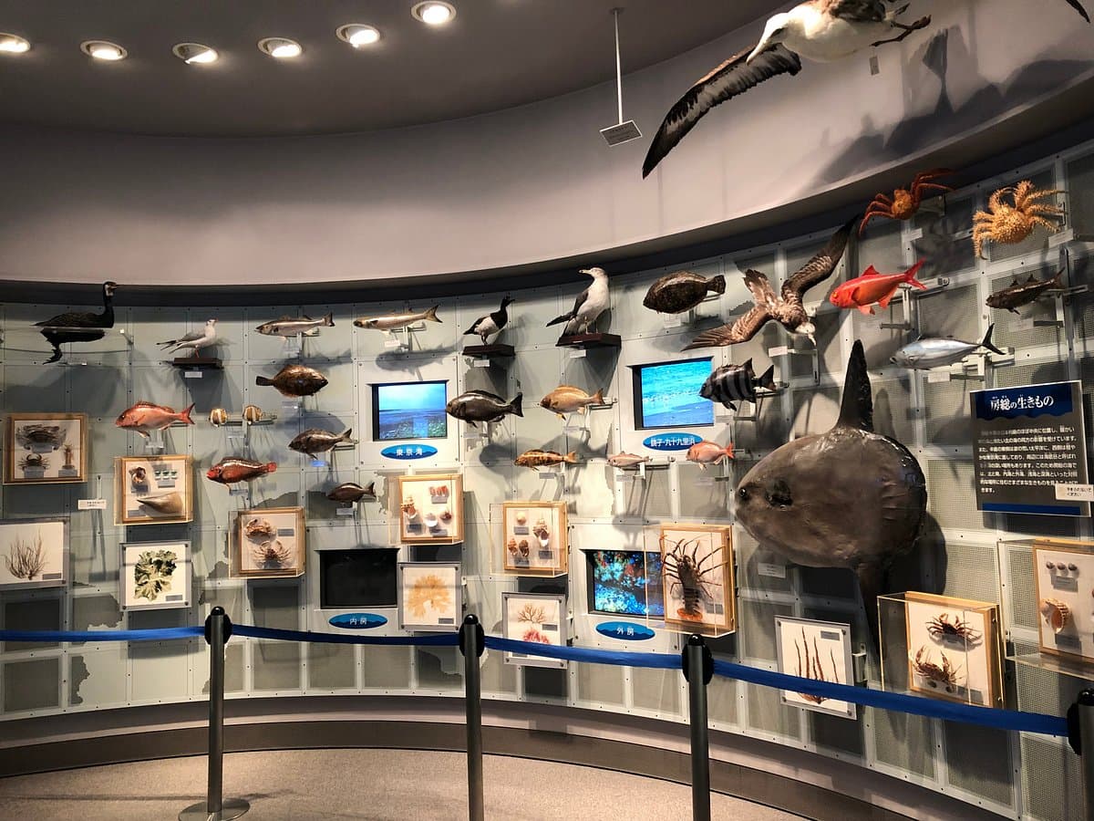 Coastal Branch of Natural History Museum and Institute Chiba cover image
