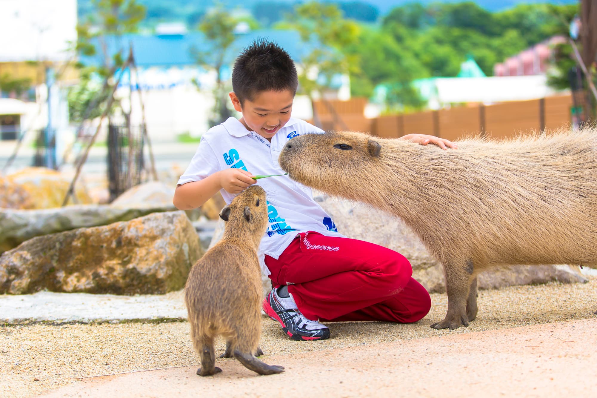 Nasu Animal Kingdom