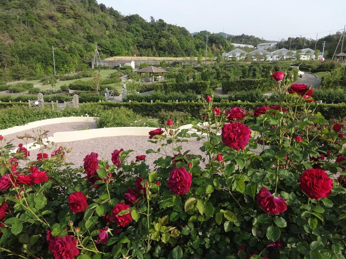 Hanasaki Farm / David Austin Roses cover image