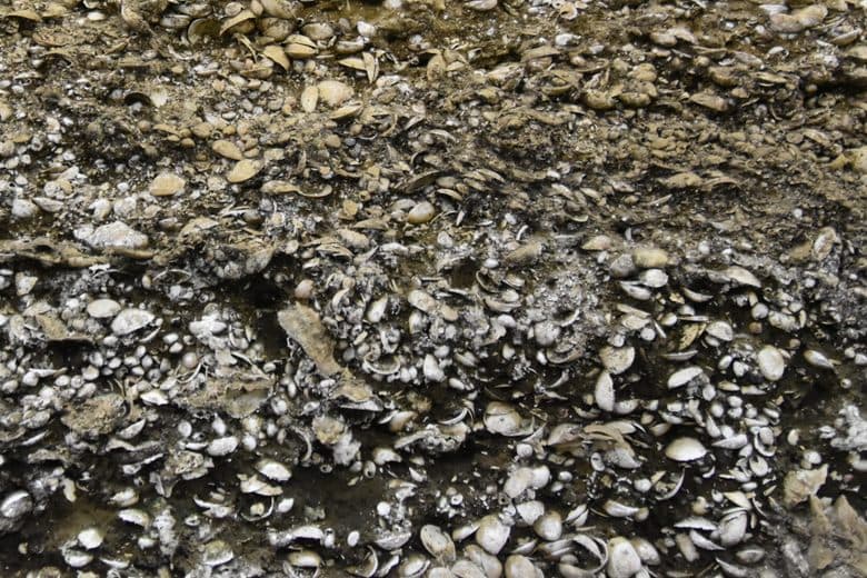 Kasori Shell Mounds cover image