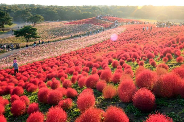 Kochia Hill cover image