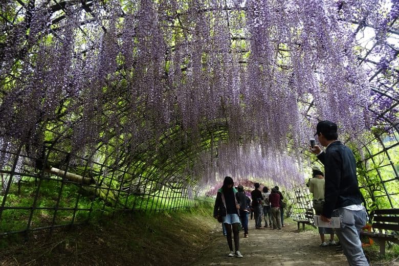 Wisteria Tunnel cover image