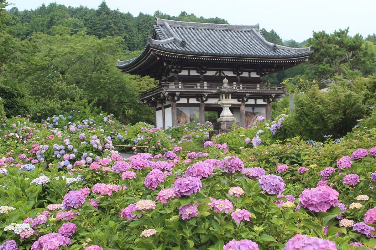 Kannonji Temple cover image