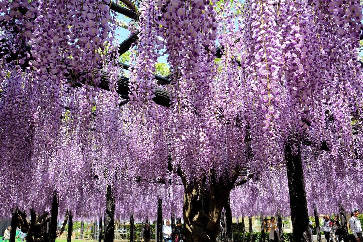 Yuyano Nagafuji