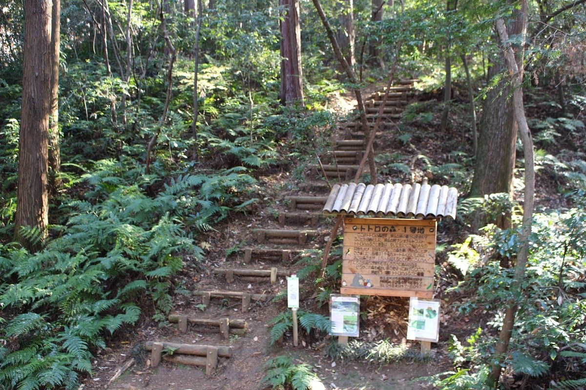 Totoro Forest cover image
