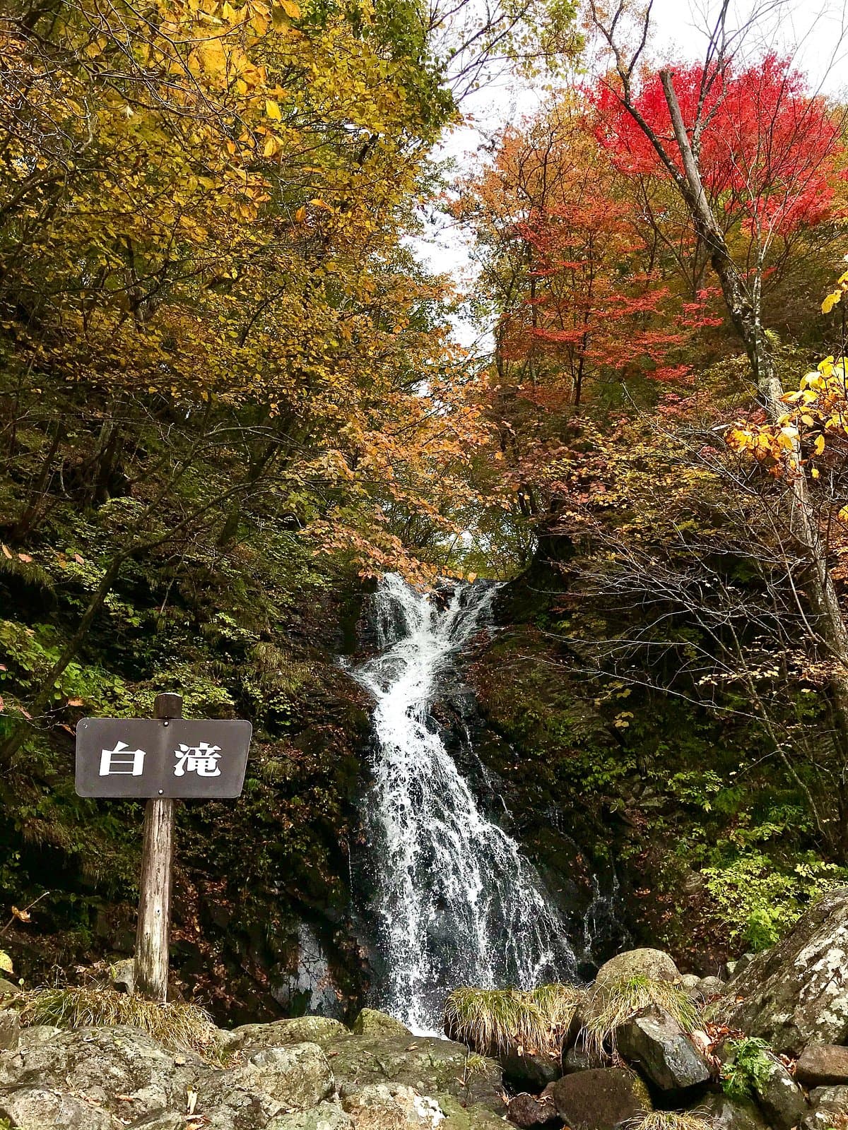 Nichien Momiji Line cover image
