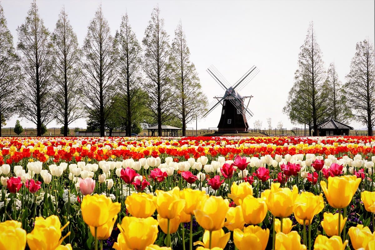 Akebonoyama Agricultural Park cover image