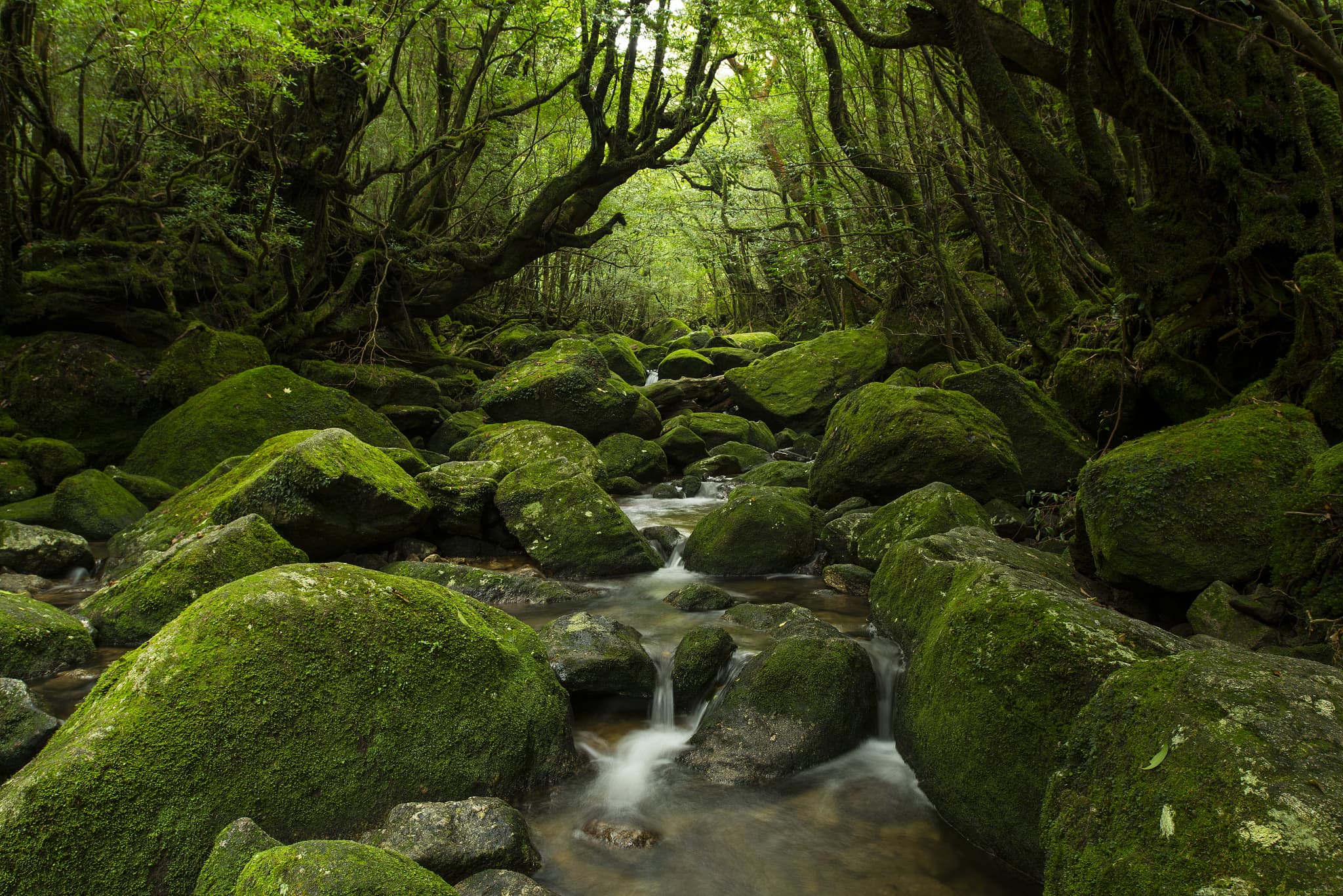Yakushima Island