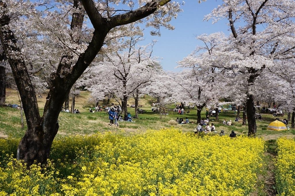 Musashi Kyuryo National Government Park cover image
