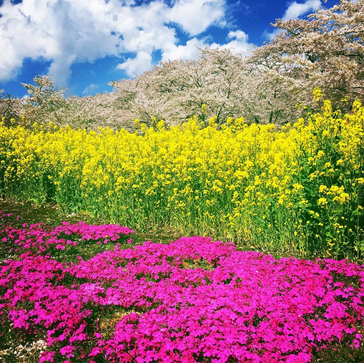 Senbon Cherry Blossom in Akagi Nammen cover image
