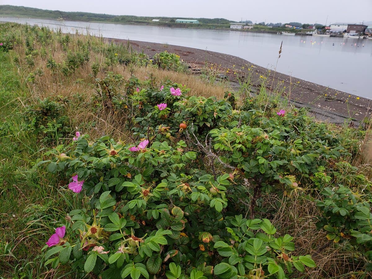 Lake Saroma Wakka Nature Centre