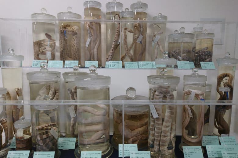 Museum of Tropical Medicine