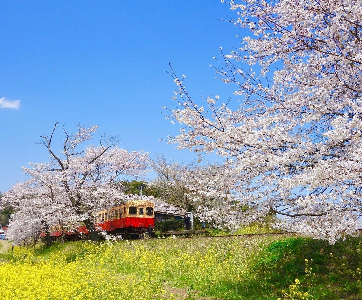 Itabu no Sakura cover image