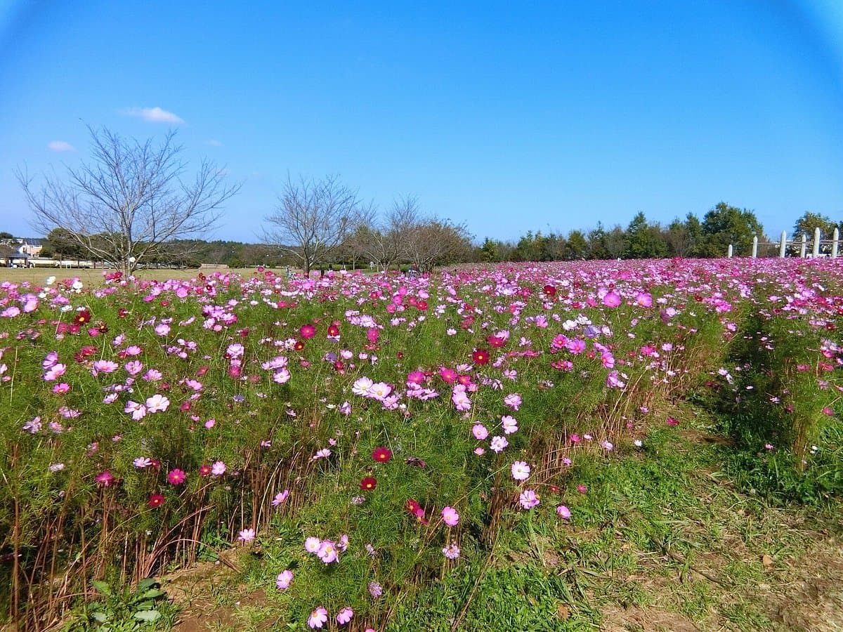 Makinohara Park cover image