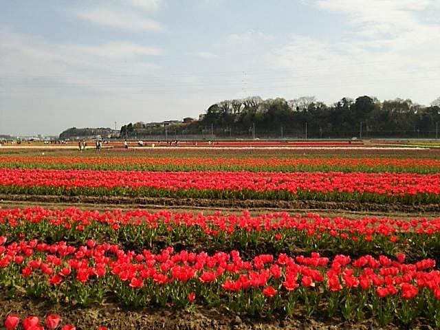Sakura Furusato Square