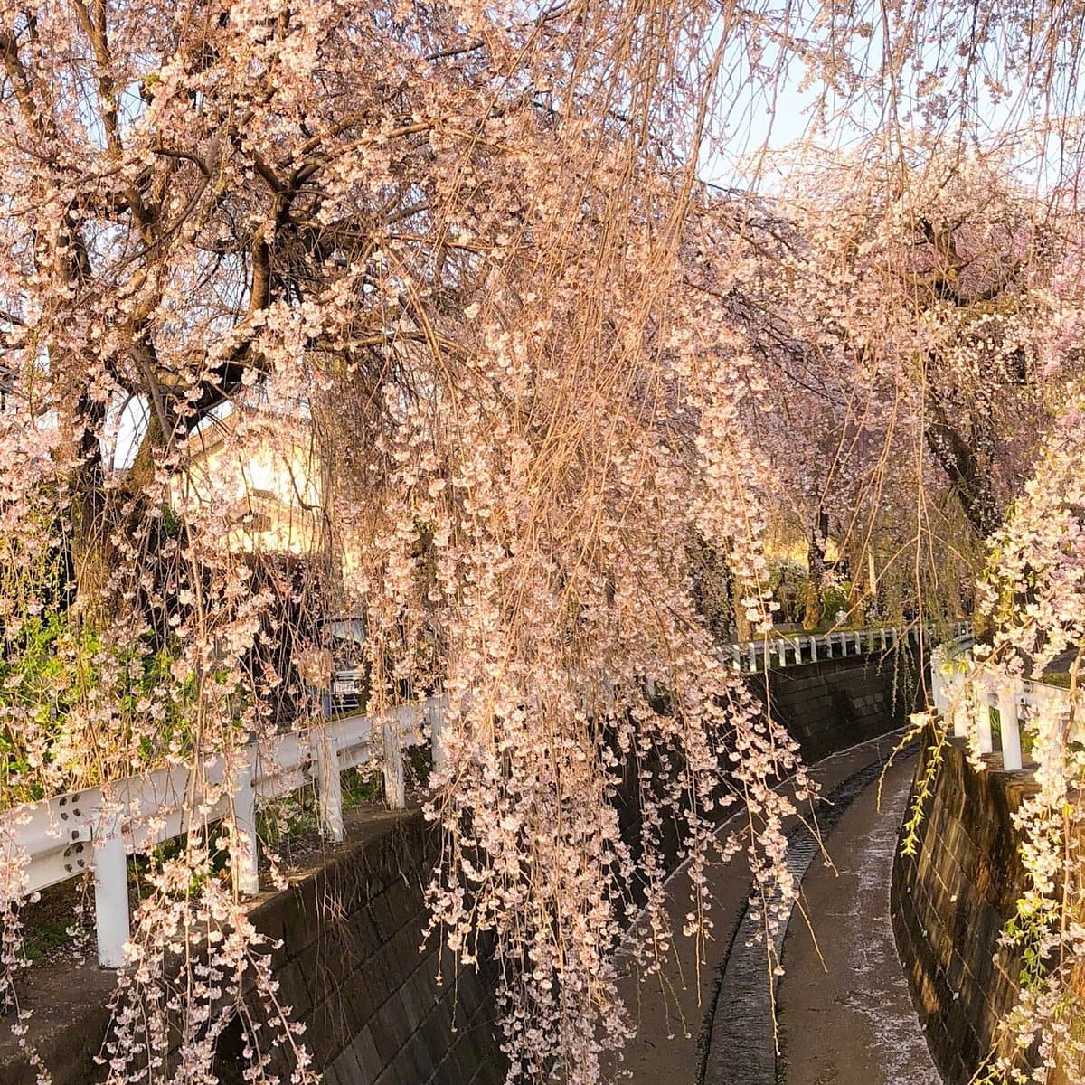 Shidarezakura of Sunagawabori cover image