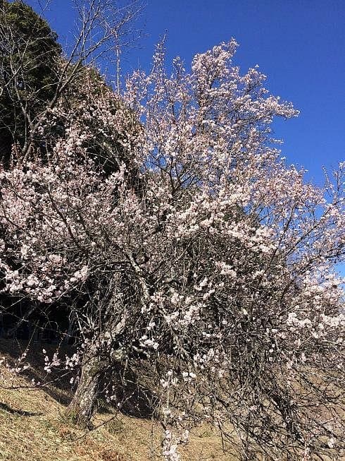 Kannonyama Umenosato Plum Grove cover image