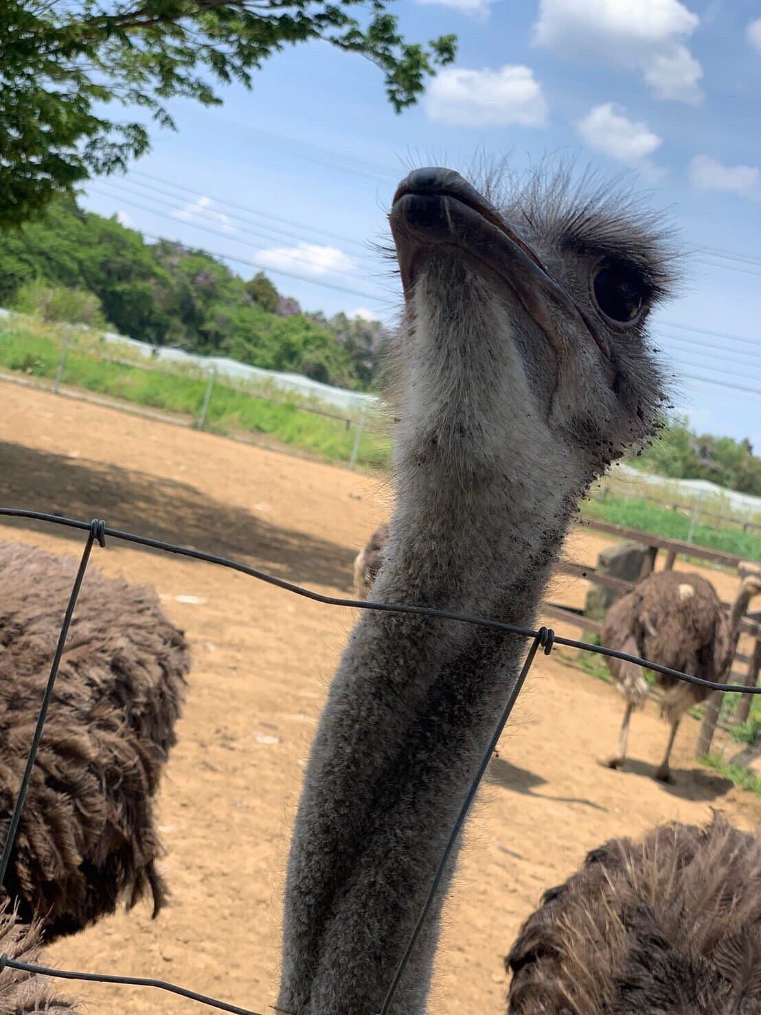 Ostrich Kingdom Ishioka Farm cover image