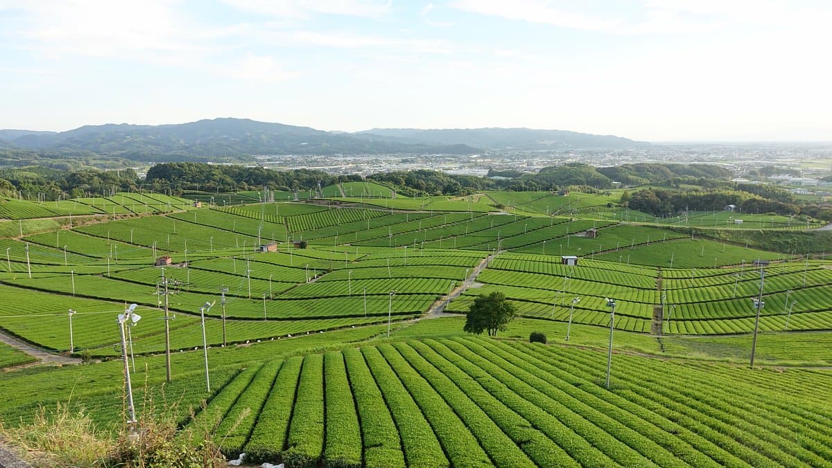 Yame Chuo Tea Garden