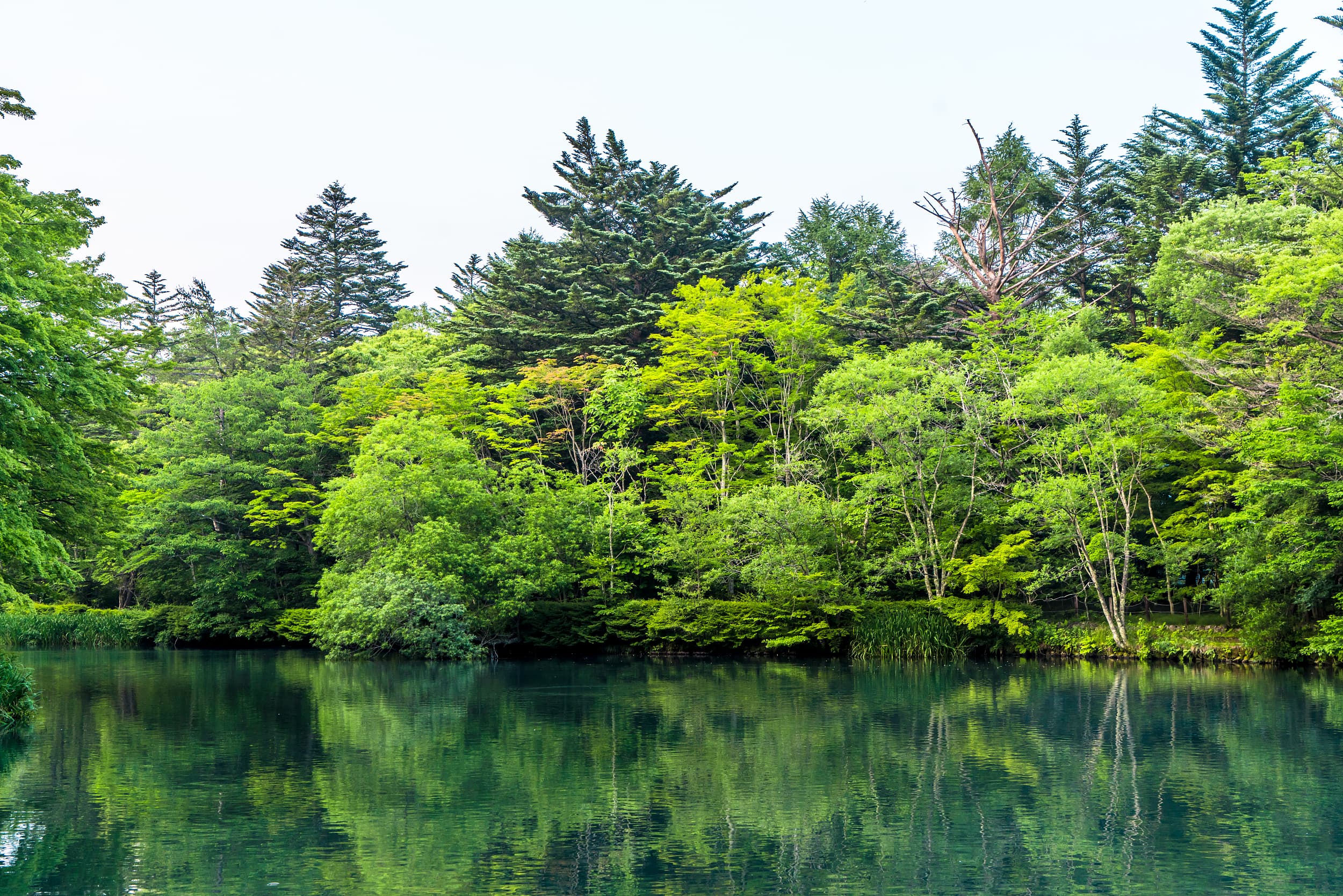Kumoba Pond cover image