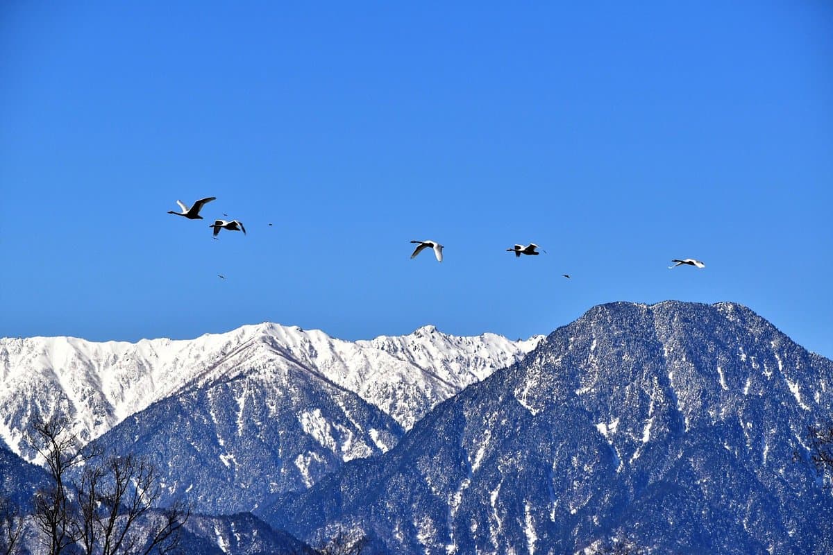 Saigawa Hakucho Lake cover image