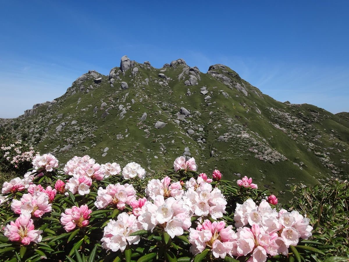 Yakushima National Park