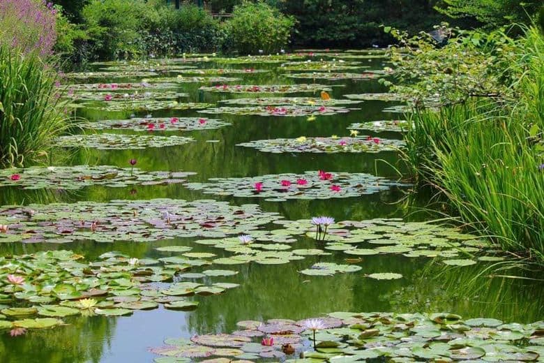 Monet's Garden Marmottan