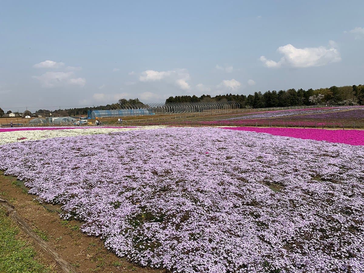 Chiba City Tomitacho Agricultural Exchange Center cover image