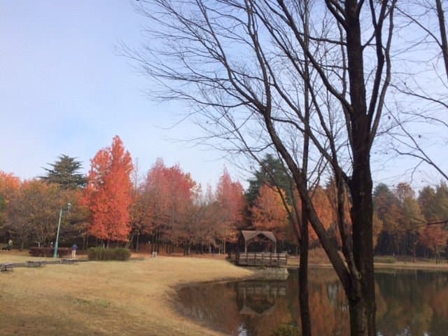 Sai-no-mori Iruma Park