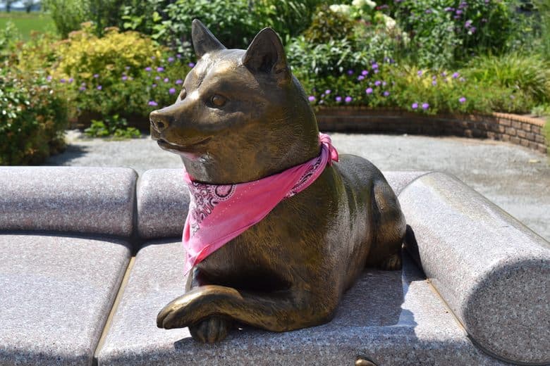 Kabosu the Doge cover image