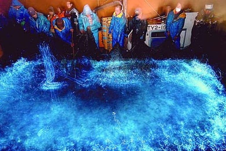 The Firefly Squid of Toyama Bay cover image