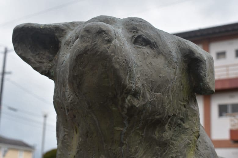 ‘Homesick Hachiko’