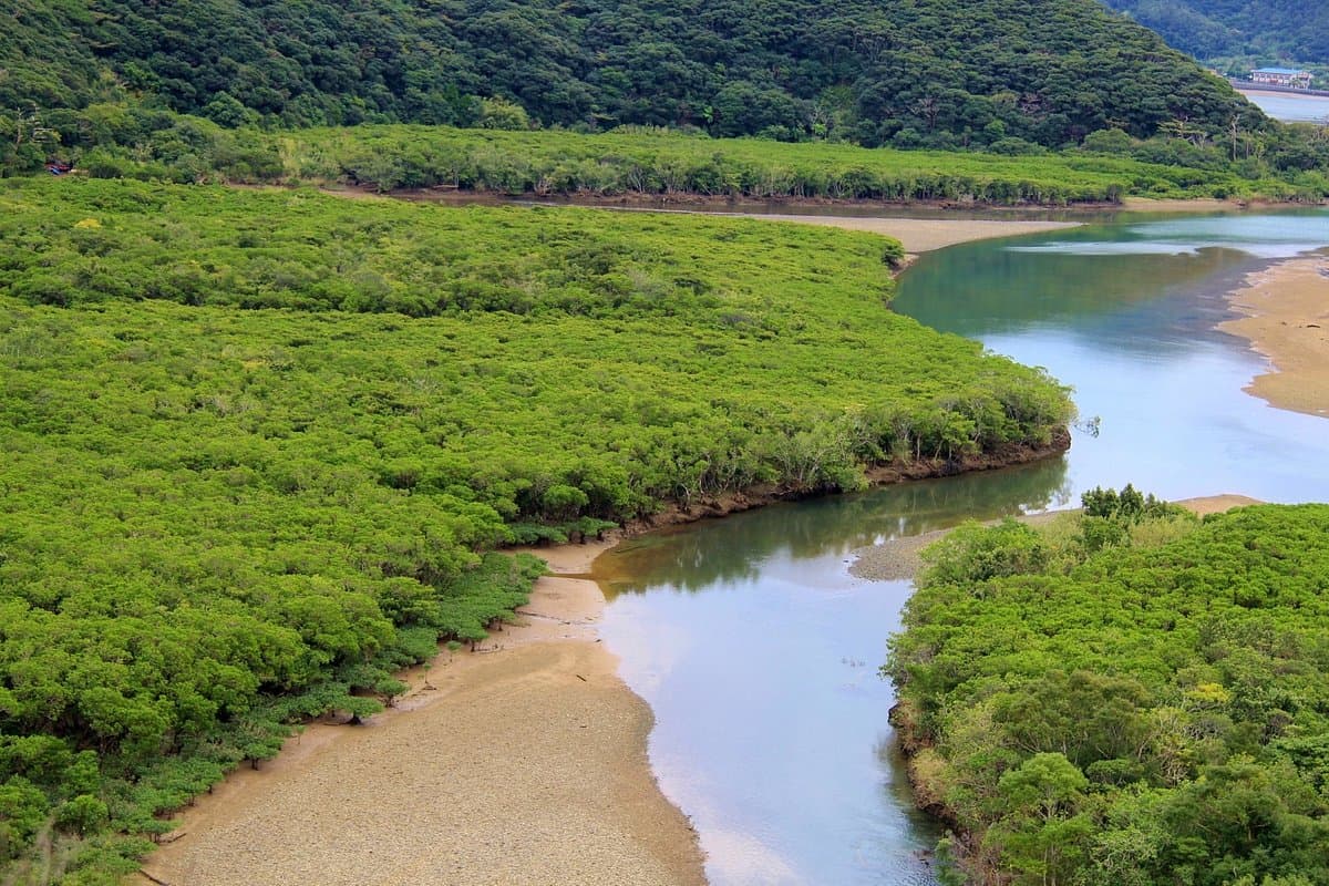 Mangrove Primeval Forest cover image
