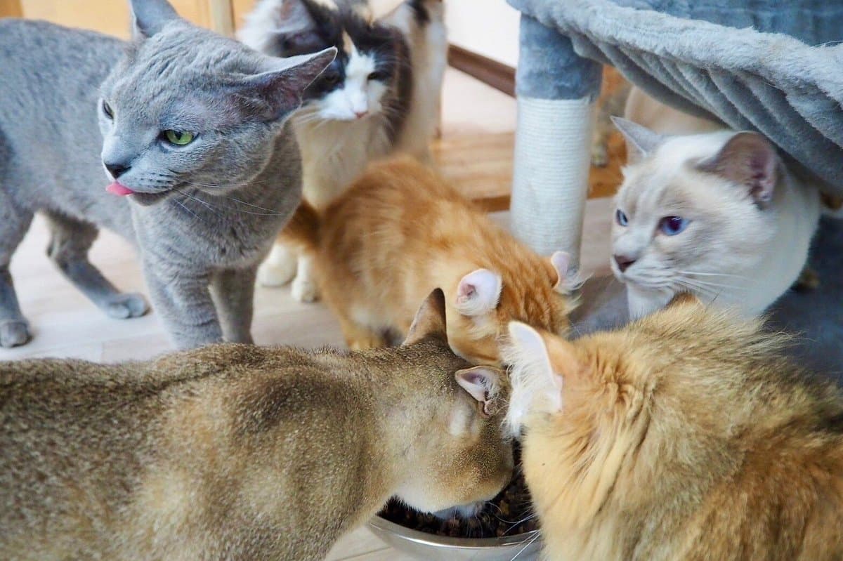Cat&Animal Cafe Noah's Ark
