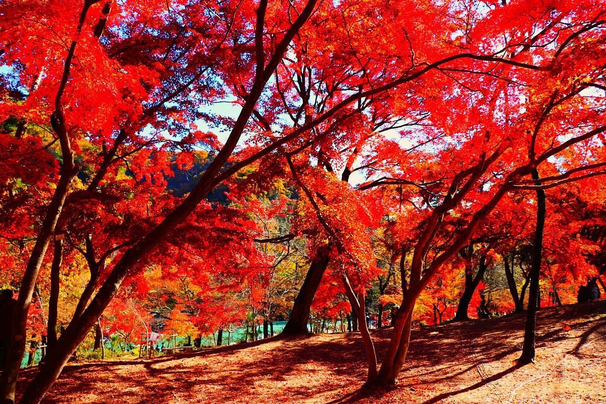Tsukinoishi Momiji Park cover image