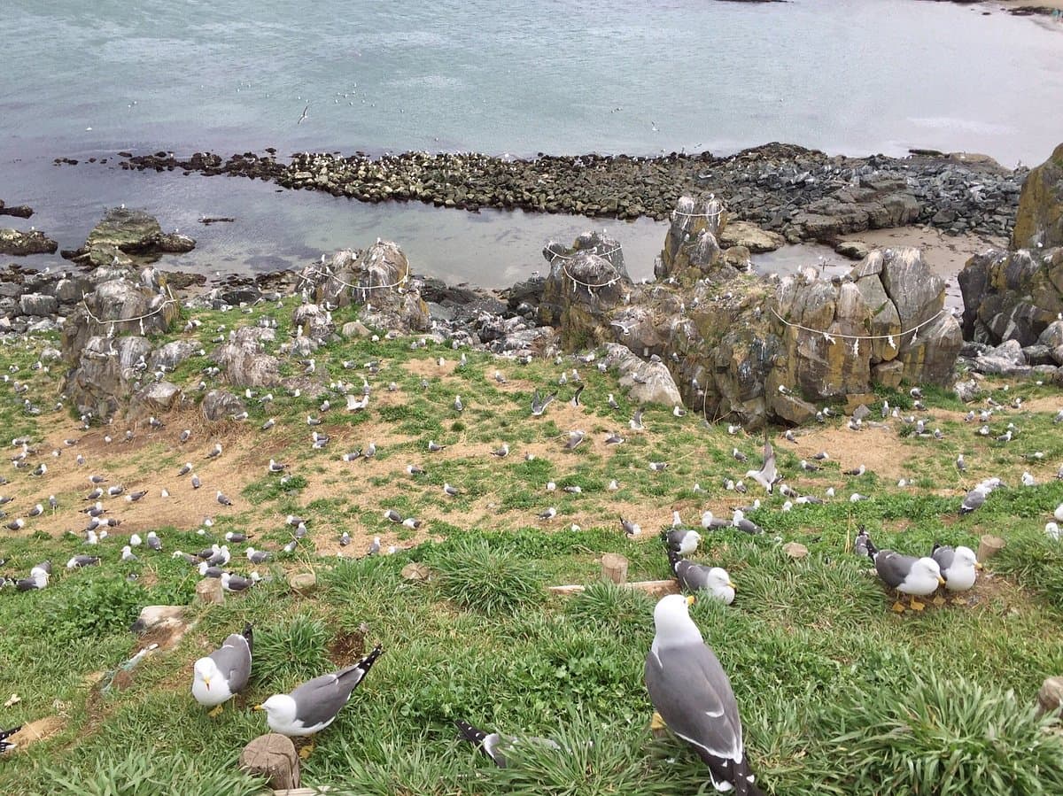 Kabushima Island