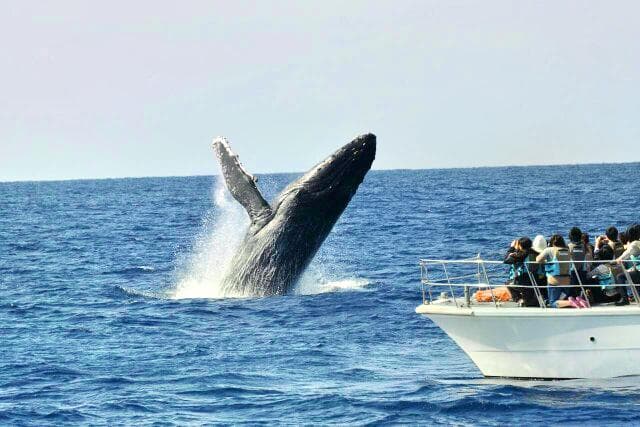 Zamami Village Whale Watching Association.