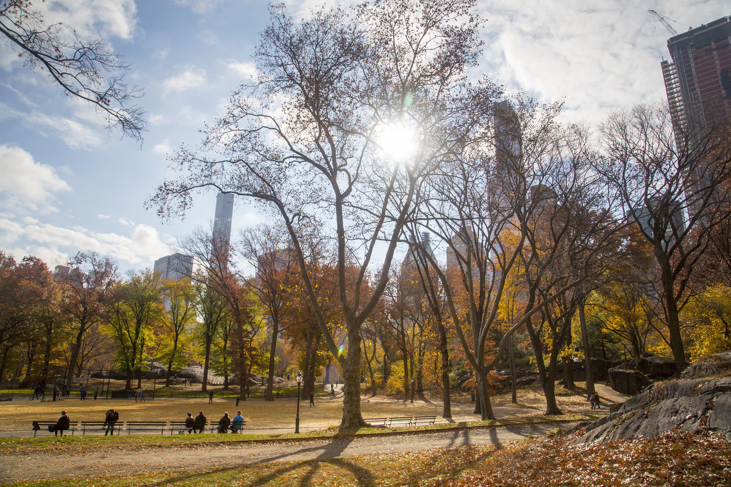 Shinjuku Central Park cover image