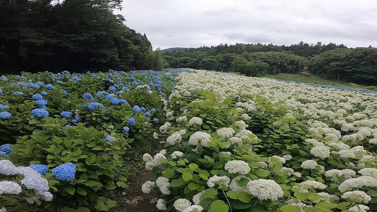 Michinoku Hydrangea Garden
