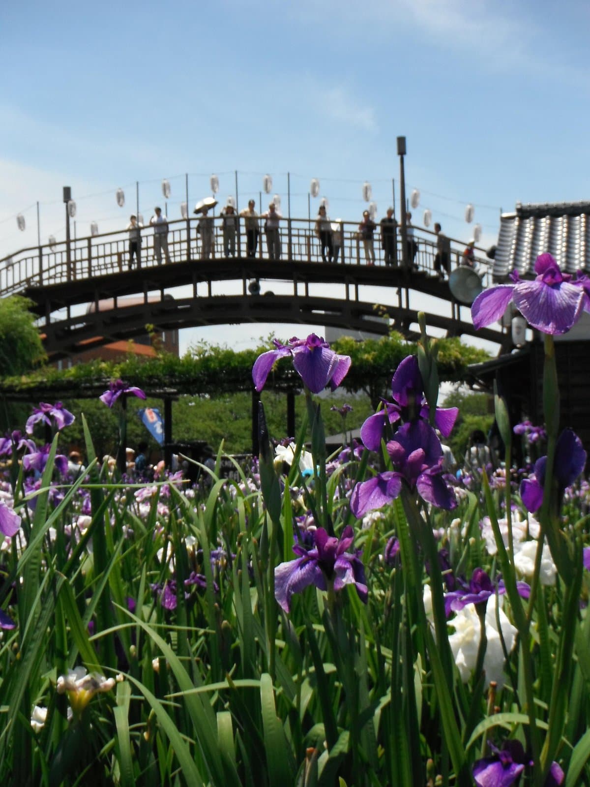 Suigo Itako Ayame Garden cover image