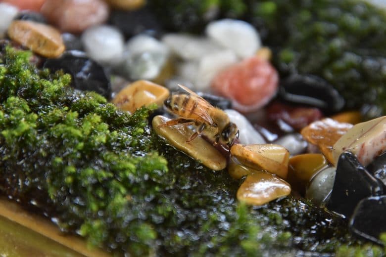 Honeybee Drinking Fountain cover image