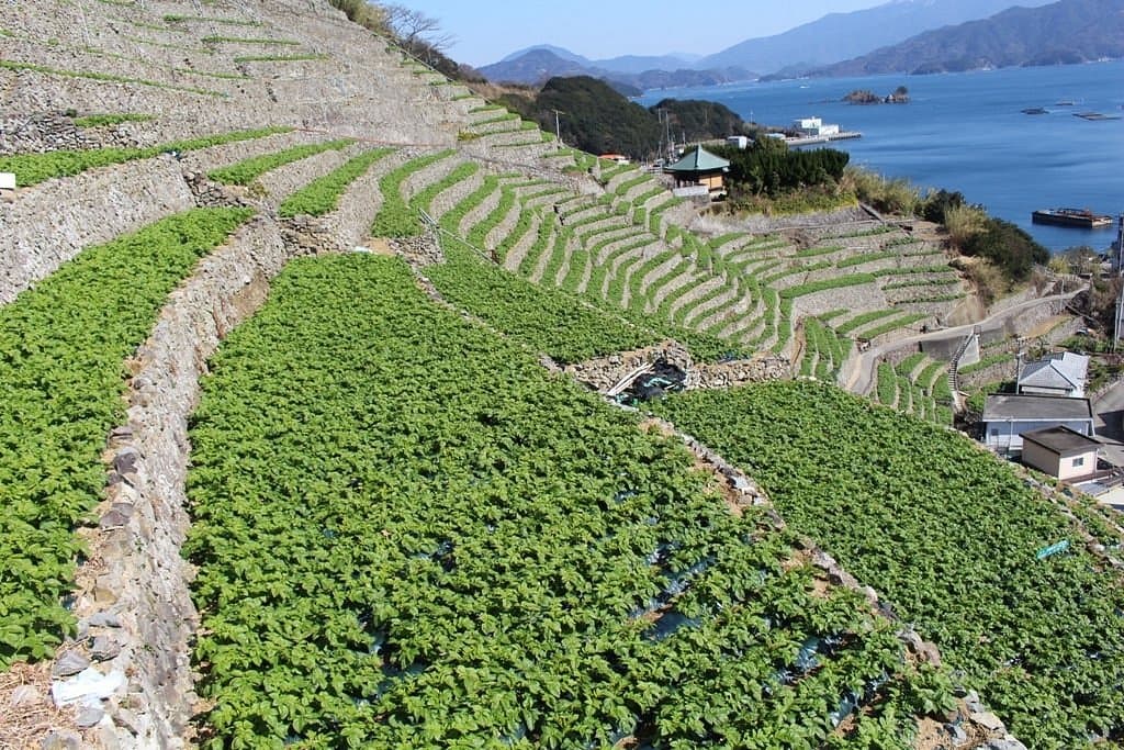 Yusumizugaura Terrace Field